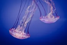 jellyfish 2560x1600 wallpaper Art HD Wallpaper